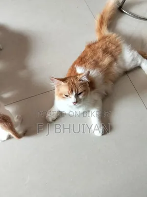 ১+ বছরের মাদি মিশ্র জাতের পার্সিয়ান