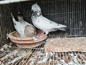 Pair of Pigeons