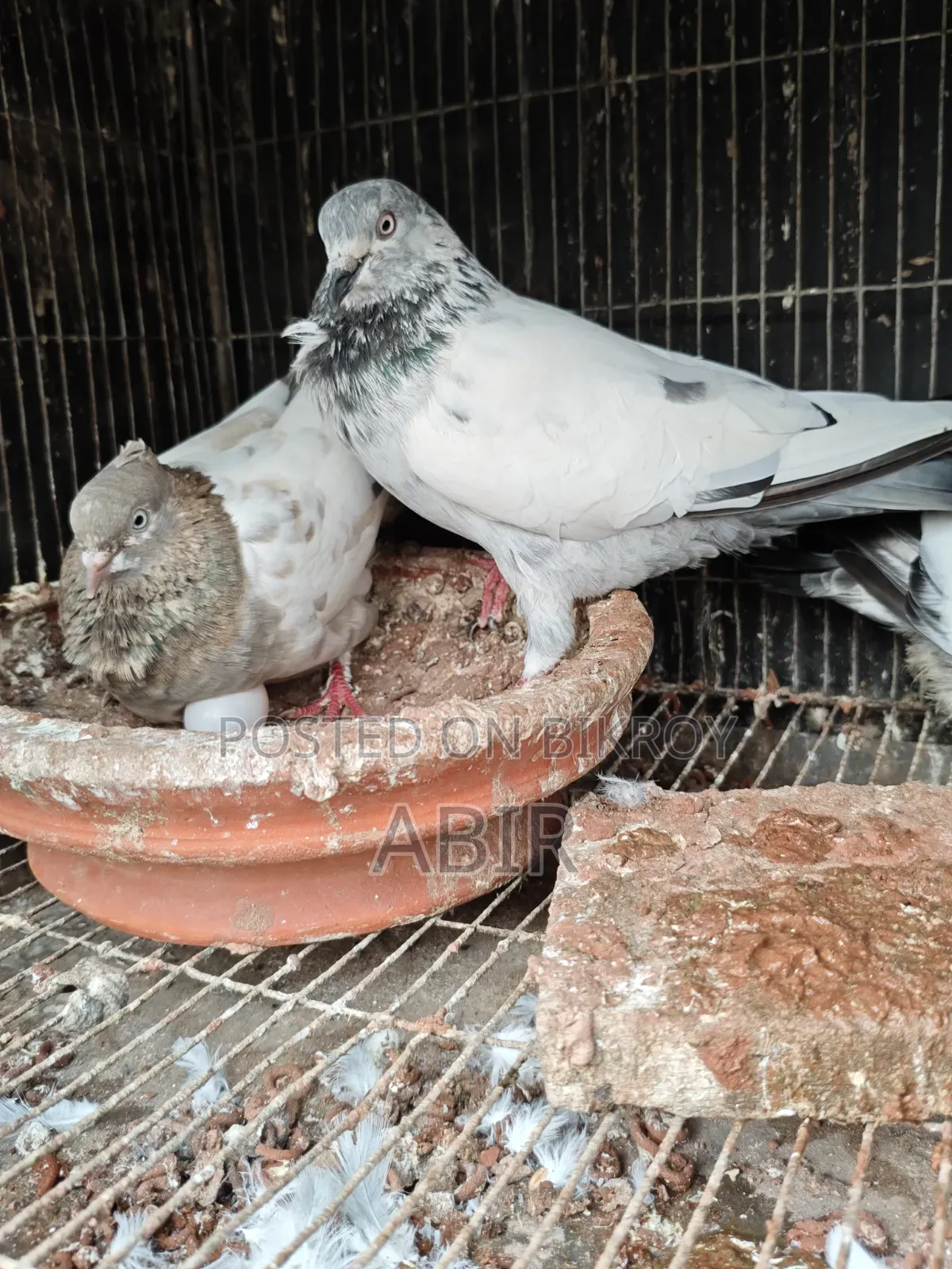 জোড়া কবুতর