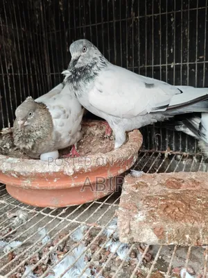 জোড়া কবুতর