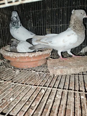 জোড়া কবুতর