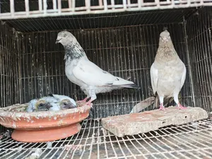 জোড়া কবুতর