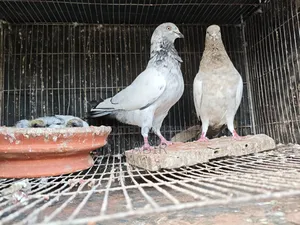 জোড়া কবুতর