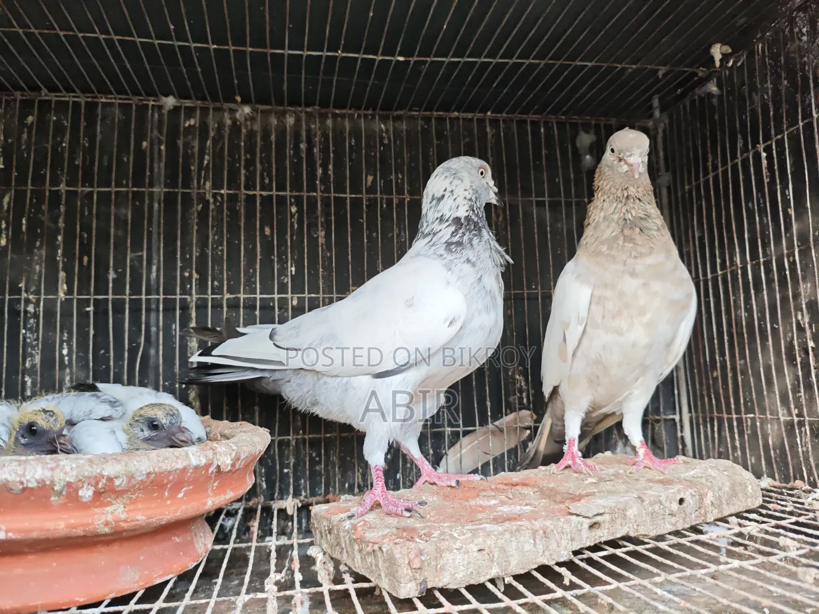 জোড়া কবুতর