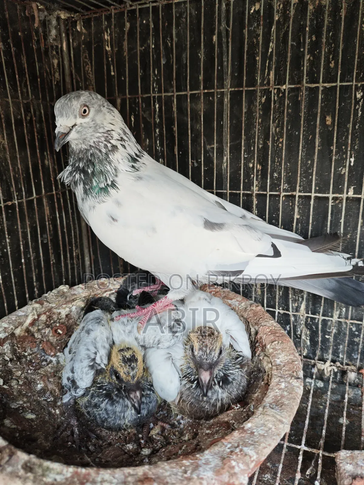 জোড়া কবুতর