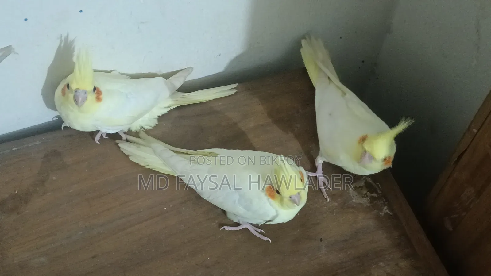 Cockatiel Bird Red Eye