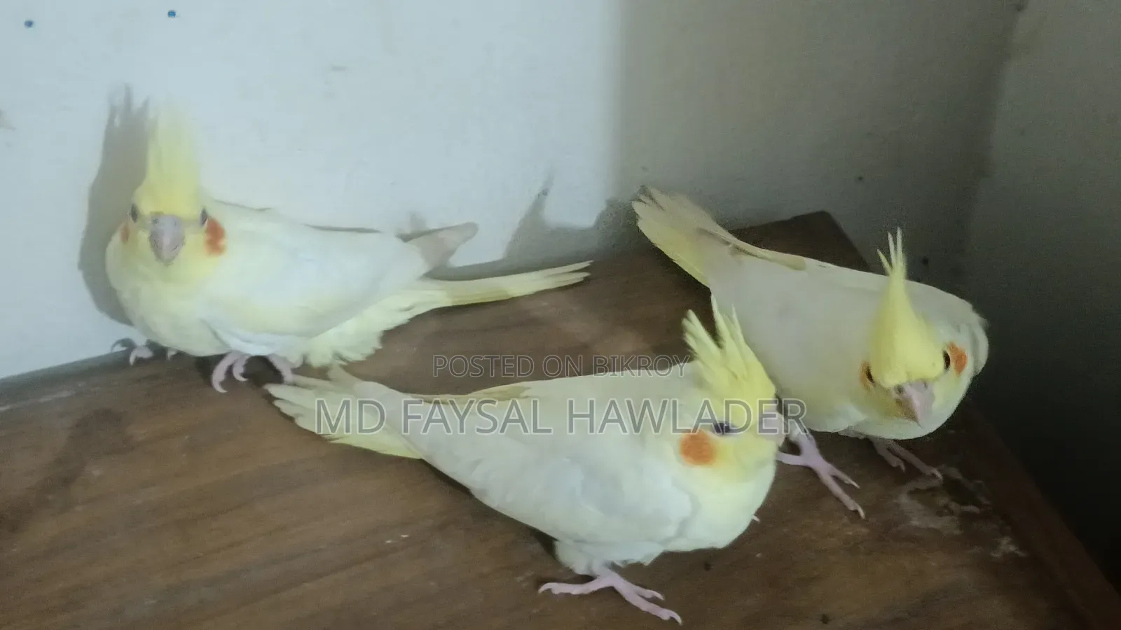 Cockatiel Bird Red Eye