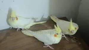 Cockatiel Bird Red Eye