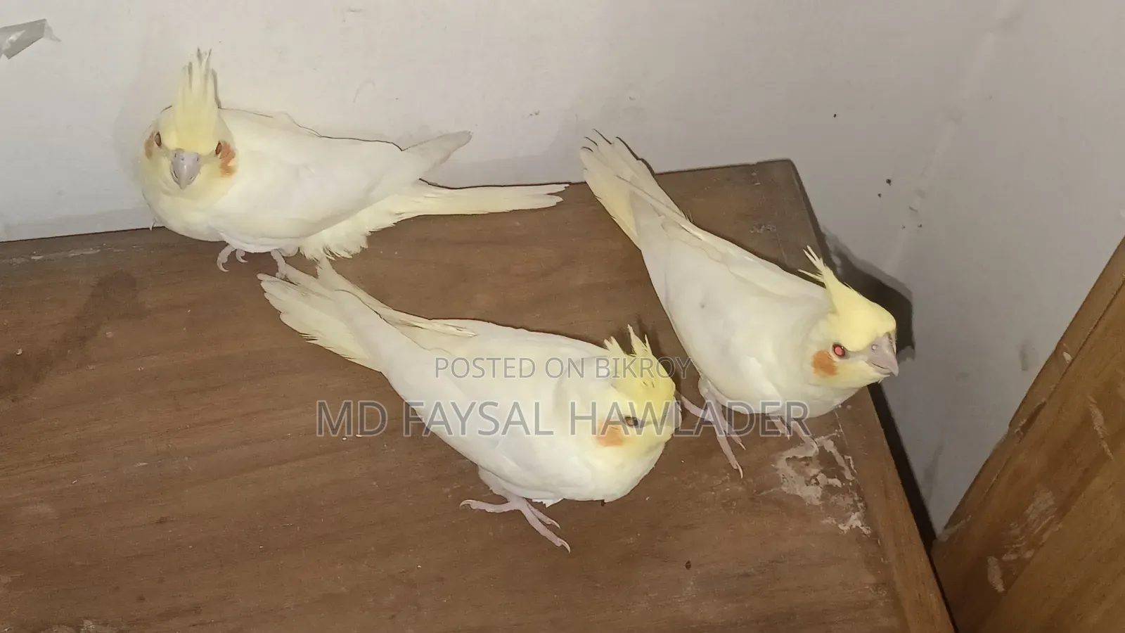 Cockatiel Bird Red Eye