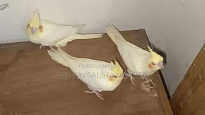 Cockatiel Bird Red Eye