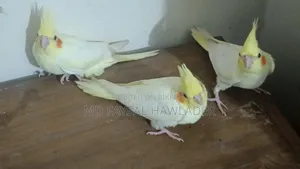 Cockatiel Bird Red Eye