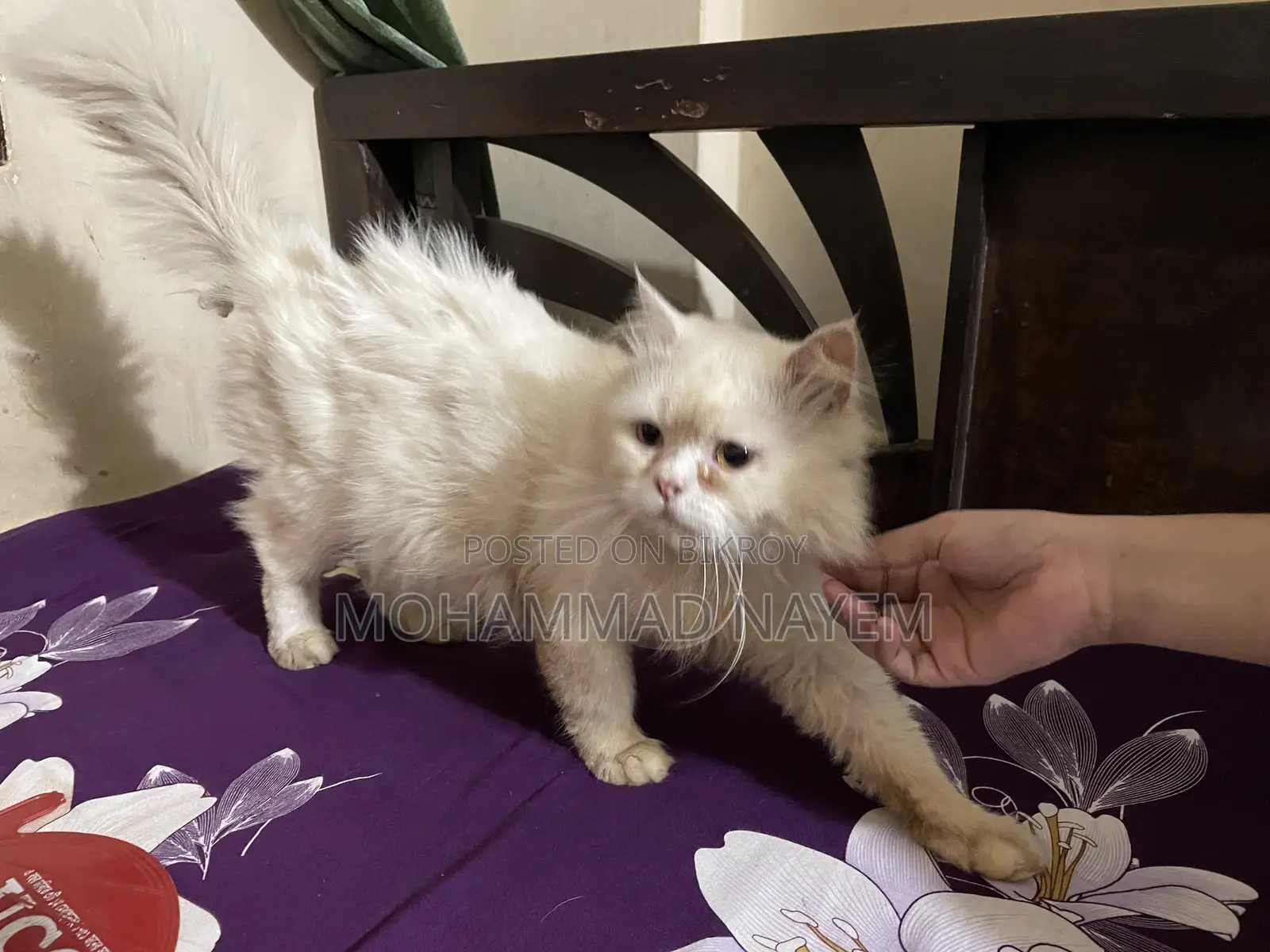 6-12 Months Male Purebred Persian