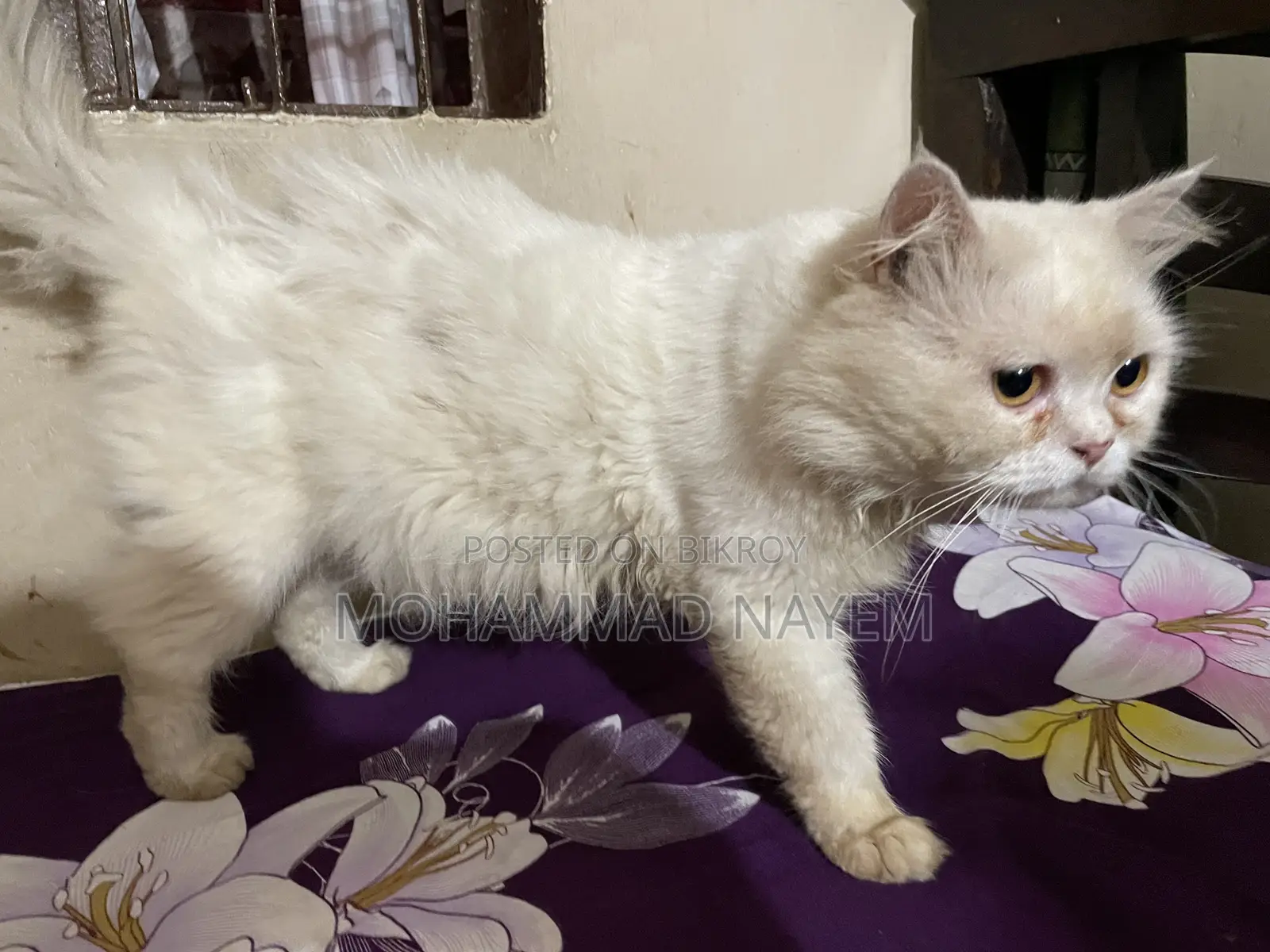 6-12 Months Male Purebred Persian