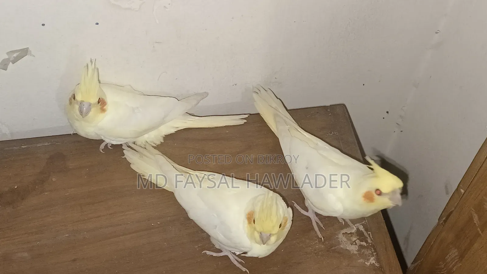 Cockatiel Bird Red Eye