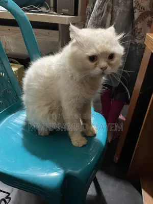 6-12 Months Male Purebred Persian