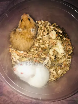 Hamster for Sale 