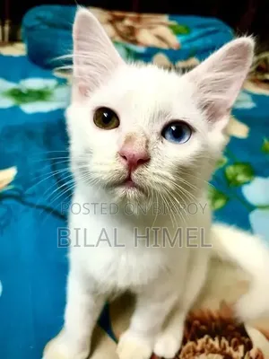 ১-৩ মাস বয়সী পুরুষ মিশ্র জাতের বিড়াল