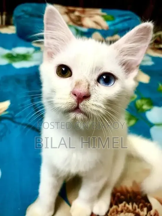১-৩ মাস বয়সী পুরুষ মিশ্র জাতের বিড়াল