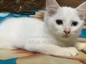 ১-৩ মাস বয়সী পুরুষ মিশ্র জাতের বিড়াল