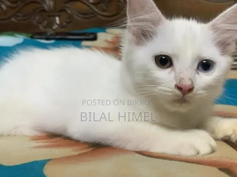 ১-৩ মাস বয়সী পুরুষ মিশ্র জাতের বিড়াল