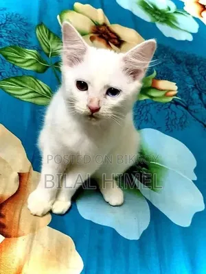 ১-৩ মাস বয়সী পুরুষ মিশ্র জাতের বিড়াল