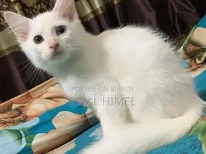১-৩ মাস বয়সী পুরুষ মিশ্র জাতের বিড়াল