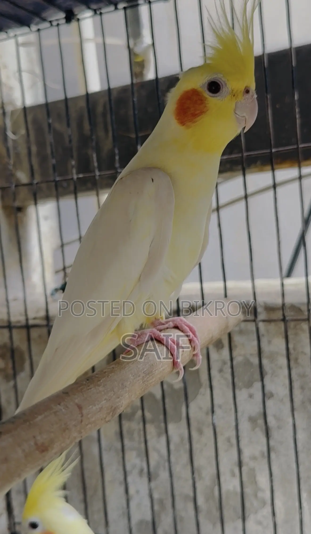 Cockatiel Master Pair