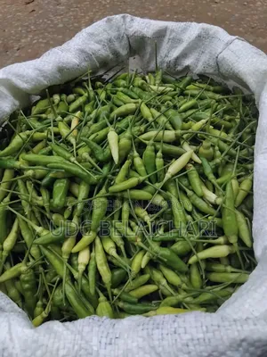 পাহাড়ি জুমে চাষকৃত ও কীটনাশকমূক্ত মরিচ।