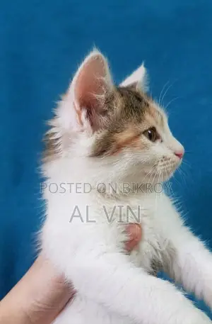 1-3 Months Female Mixed Breed Persian