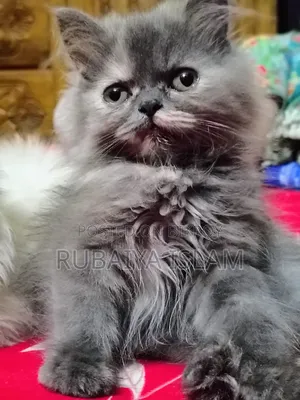 1-3 Months Female Purebred Persian