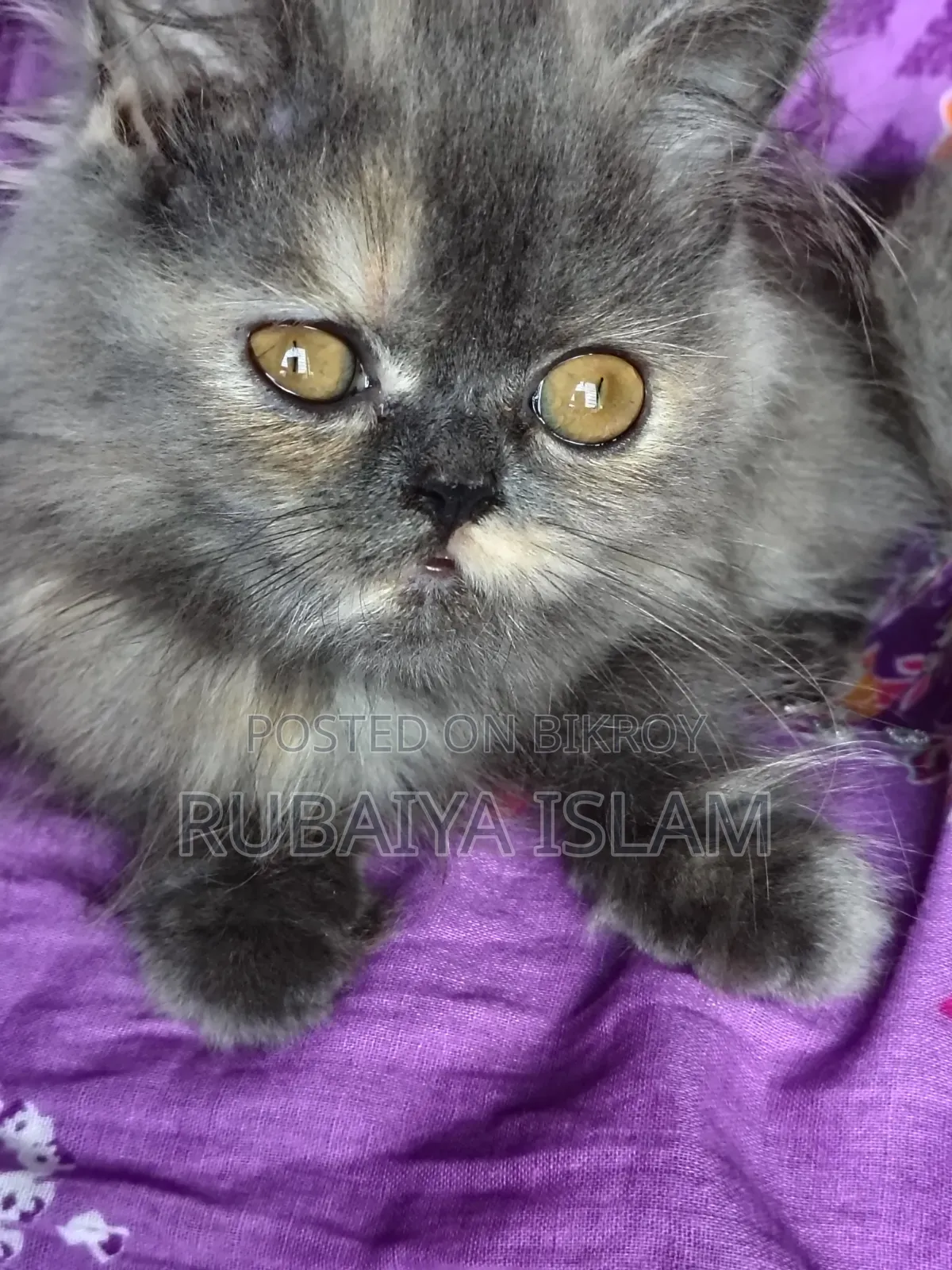 1-3 Months Female Purebred Persian