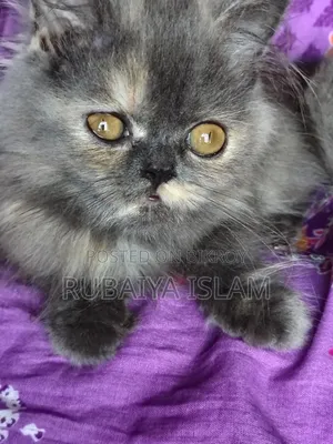 1-3 Months Female Purebred Persian