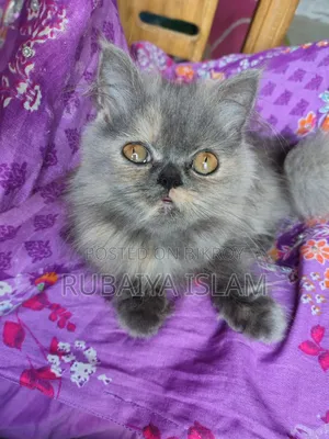 1-3 Months Female Purebred Persian