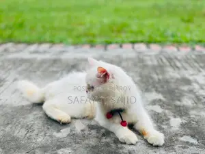 6-12 Months Female Purebred Persian