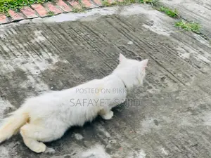 ৬-১২ মাস বয়সী স্ত্রী বিশুদ্ধ পার্সিয়ান বিড়াল