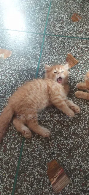1-3 Months Male Purebred Persian Kitten