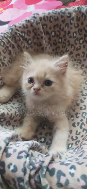 1-3 Months Male Purebred Persian Kitten