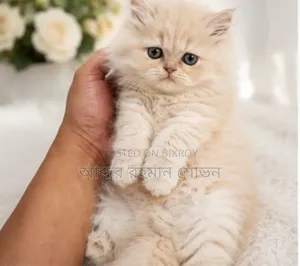 1-3 Months Male Purebred Persian