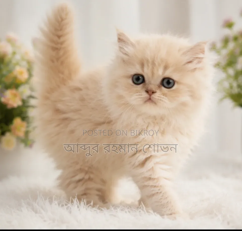 1-3 Months Male Purebred Persian