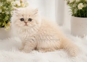 1-3 Months Male Purebred Persian