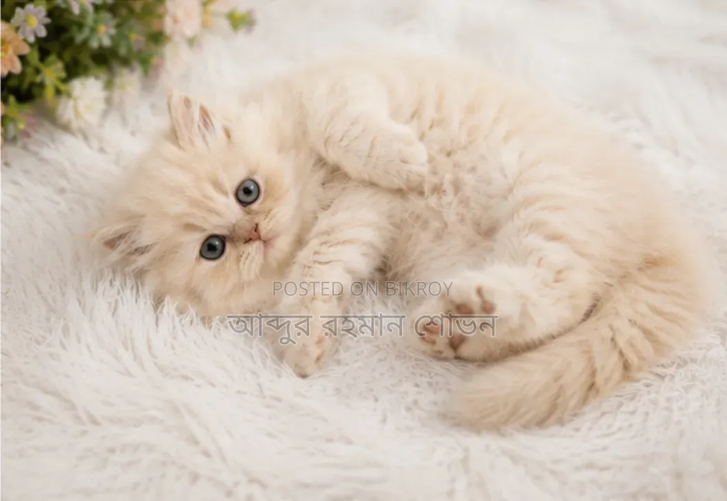 1-3 Months Male Purebred Persian