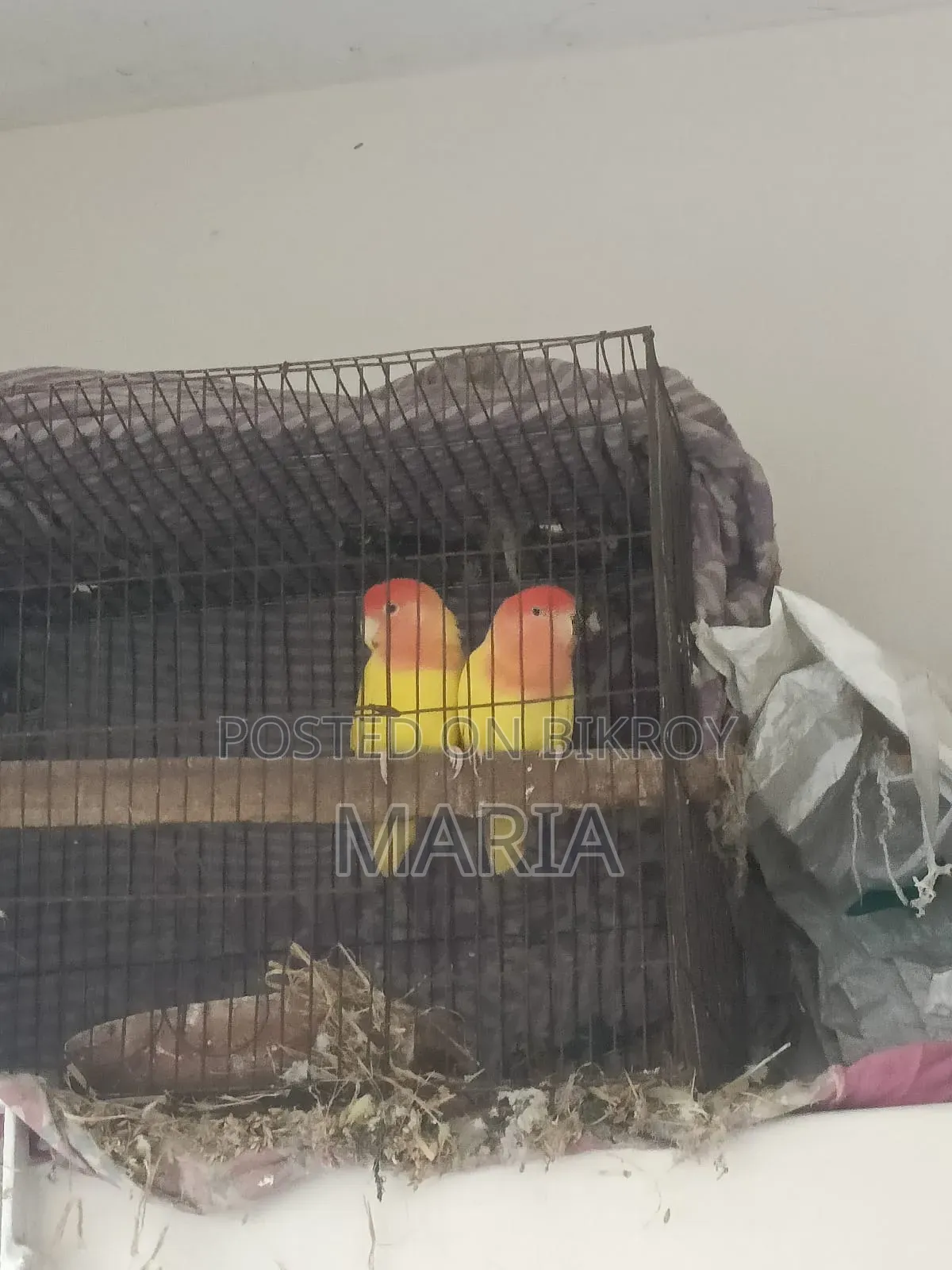 Budgies and Lovebirds