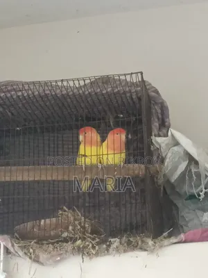 Budgies and Lovebirds
