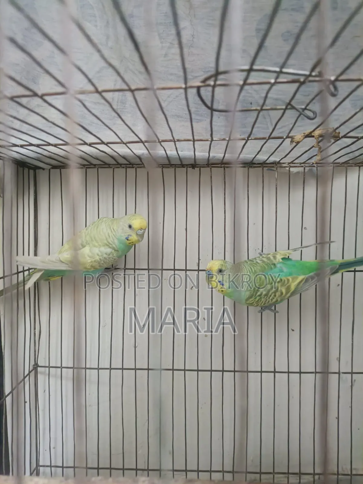 Budgies and Lovebirds