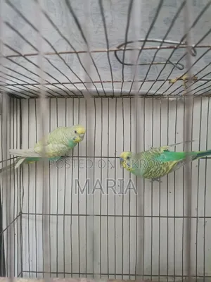 Budgies and Lovebirds