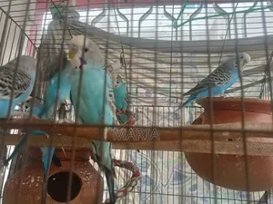 Budgies and Lovebirds