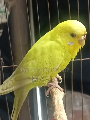 Budgies and Lovebirds