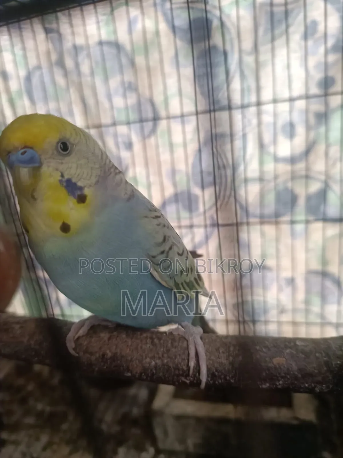 Budgies and Lovebirds