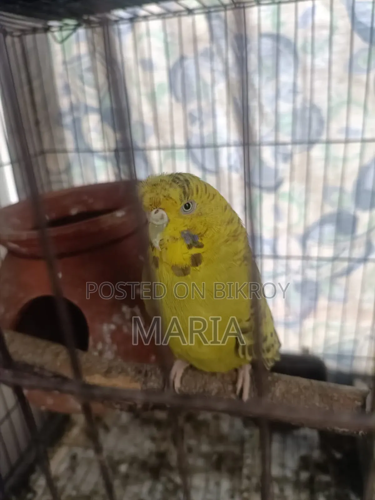 Budgies and Lovebirds