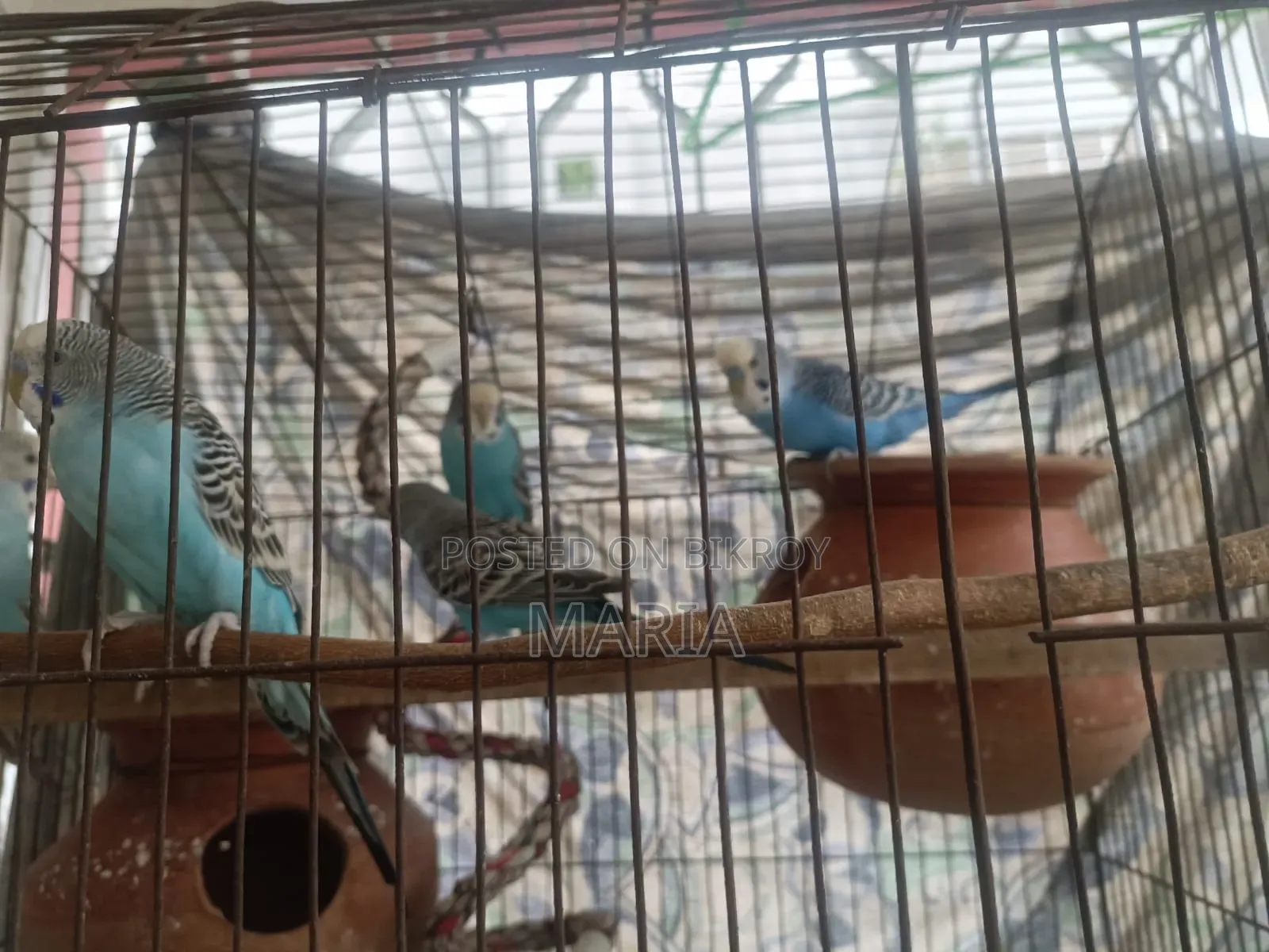 Budgies and Lovebirds